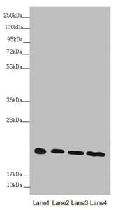 NDUFB10 Antibody