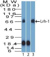 Polyclonal Rabbit anti-Human NR5A2 / LRH-1 Antibody (aa300-350, WB)