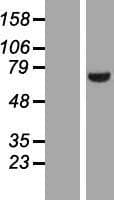 LIMK2 Protein (Over-Expression Lysate Myc-DDK (Flag))