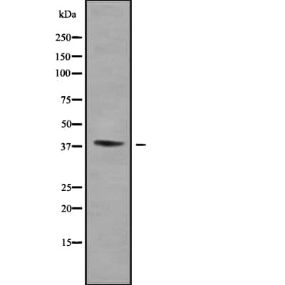 WNT16 Antibody