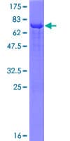 Human INPP1 Protein (Recombinant GST)