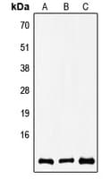 Polyclonal Rabbit anti-Human COX8A Antibody (N-Terminus, WB)
