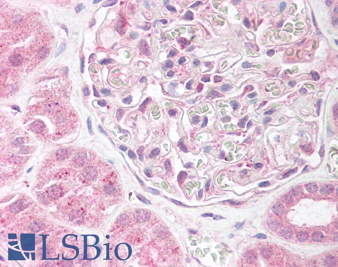 IHC-plus™ LPAR1 / LPA1 / EDG2 Antibody (aa342-359)