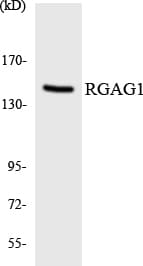 RGAG1 Antibody (aa1310-1359)