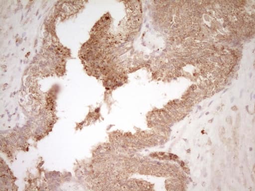 HGF / Hepatocyte Growth Factor Antibody (aa200-494, clone OTI3F2)