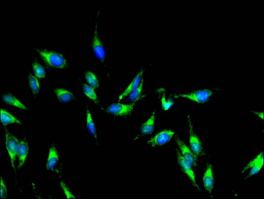 AKAP9 / YOTIAO Antibody