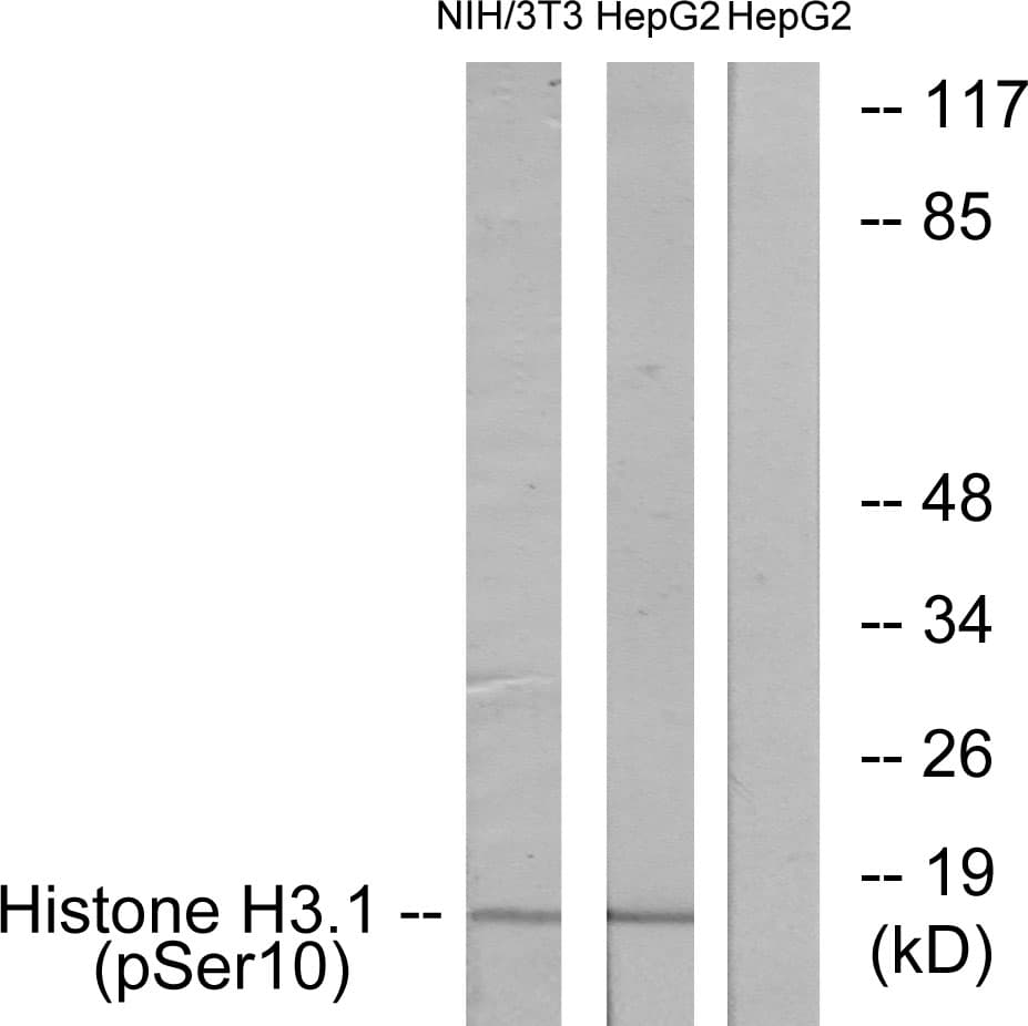 Polyclonal Rabbit anti-Human Histone H3 Antibody (phospho-Ser10, IHC, WB)