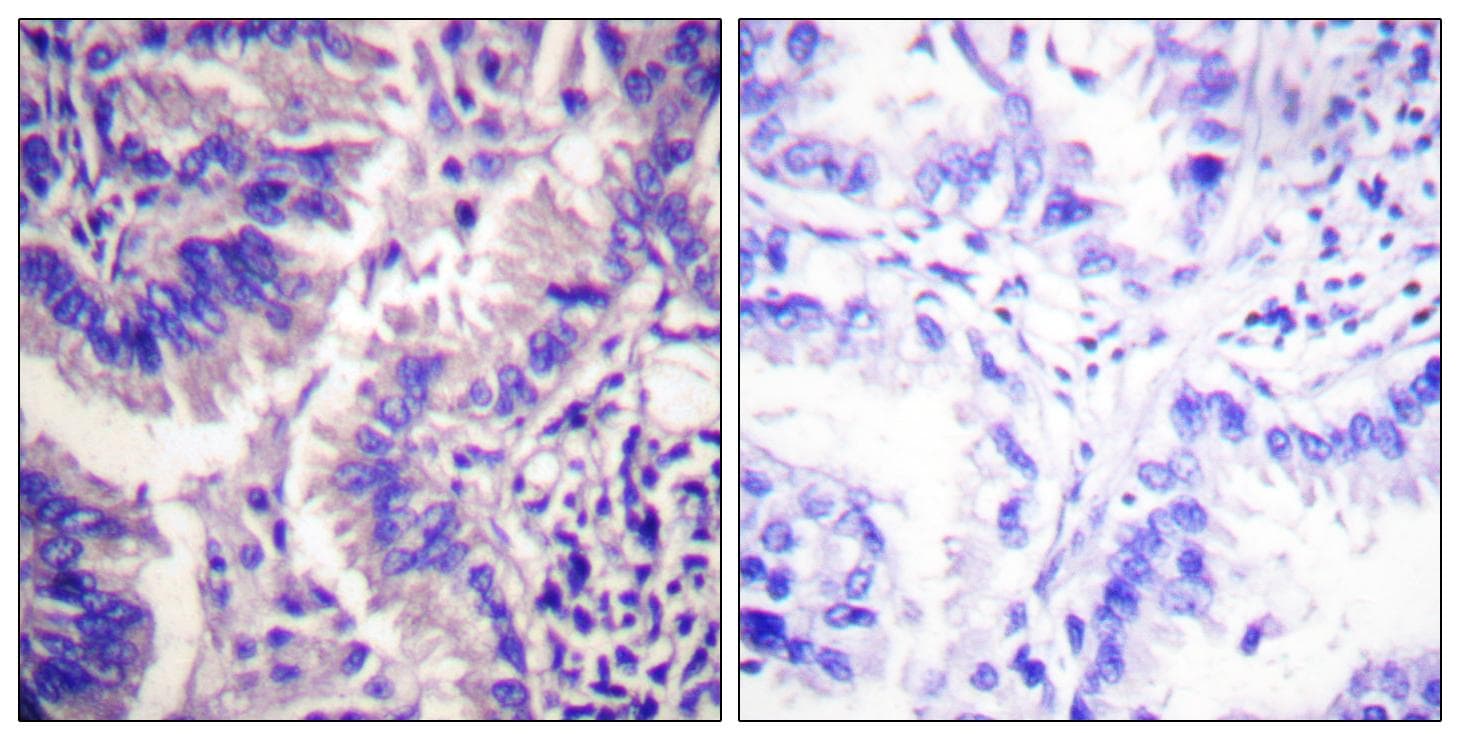 CASP9 / Caspase 9 Antibody (Cleaved-Asp315)