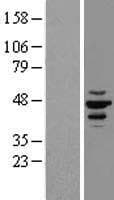 CSNK1E / CK1 Epsilon Protein (Over-Expression Lysate Myc-DDK (Flag))