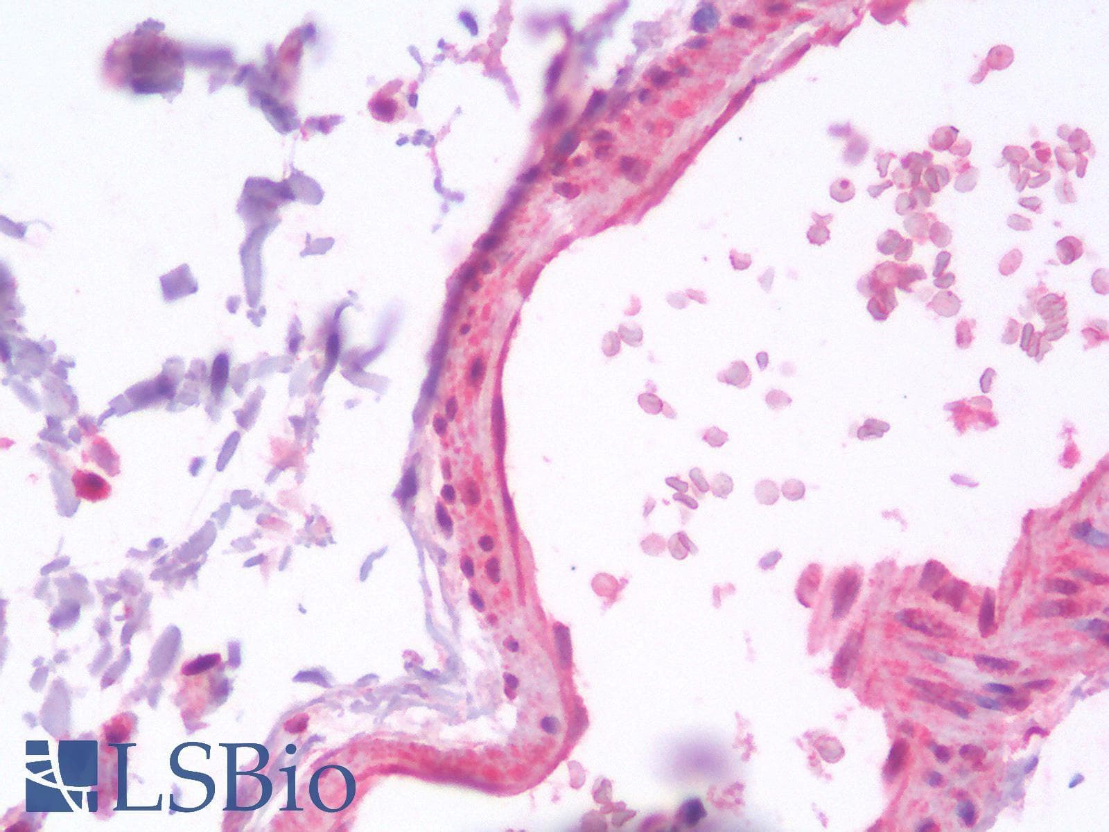 IHC-plus™ ERG Antibody