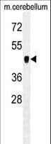 PDK2 Antibody