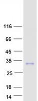 Human VWC2L Protein (Recombinant Myc-DDK (Flag))