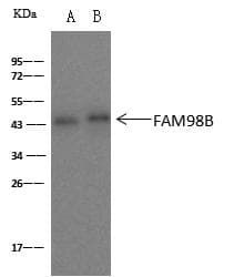 FAM98B Antibody (Preservative Free)