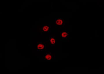 POLR2A / RNA polymerase II Antibody