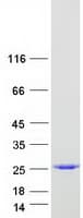 Human AES / Groucho Protein (Recombinant Myc-DDK (Flag))