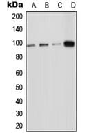 ICAM5 / ICAM-5 Antibody (Internal)