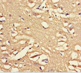 Polyclonal Rabbit anti-Human OPN5 / Neuropsin Antibody (aa310-353, IHC, IF)