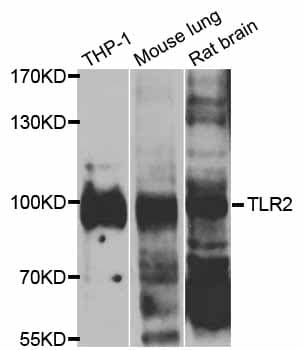 TLR2 Antibody