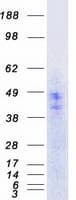 Human HTR5A / 5-HT5A Receptor Protein (Recombinant Myc-DDK (Flag))
