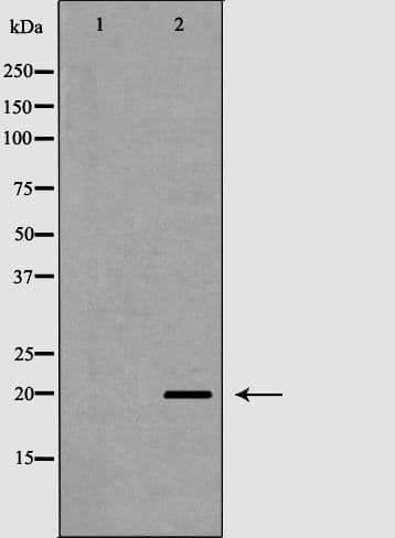 TAF9 Antibody