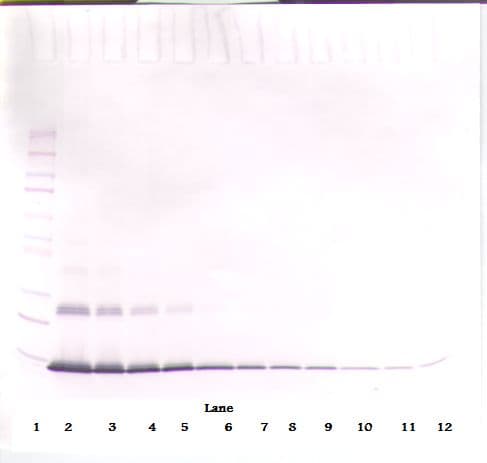 IL4 Antibody