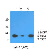 IHC-plus™ LSM2 / SnRNP Antibody (clone AT2B2)
