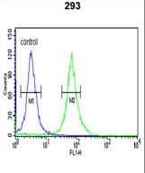 PKM / Pyruvate Kinase, Muscle Antibody (aa116-145)