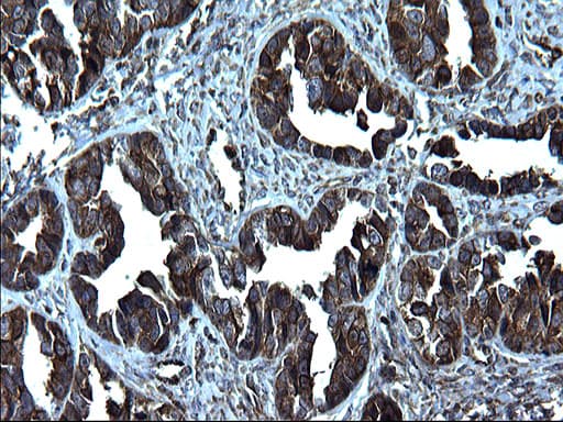FNDC8 Antibody (clone OTI1C10)