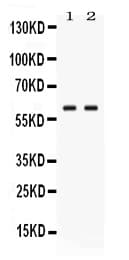 GPI Antibody