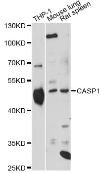 CASP1 / Caspase 1 Antibody