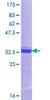 Human RTP1 Protein (Recombinant GST, N-terminus)
