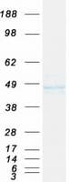 Human KLF15 Protein (Recombinant Myc-DDK (Flag))