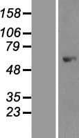Human PRKAA1 / AMPK Alpha 1 Protein (Over-Expression Lysate Myc-DDK (Flag))