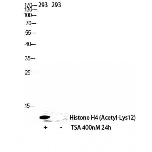 Polyclonal Rabbit anti-Human Histone H4 Antibody (10-90 aa, IHC, IF, WB)
