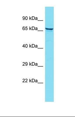 ZFAND4 / ANUBL1 Antibody (N-Terminus)