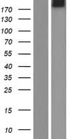 NBEAL2 Protein (Over-Expression Lysate Myc-DDK (Flag))