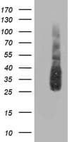 ATG3 Antibody (clone OTI3C6)