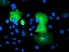 SNAP25 Antibody (clone OTI4C6, Carrier-free)