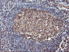 ATG3 Antibody (clone OTI3H2)