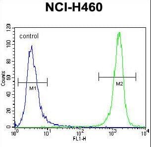 PRAMEF8 Antibody (aa419-447)
