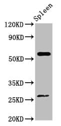 ACD / PTOP Antibody