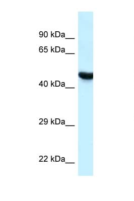 HYAL3 Antibody (C-Terminus)