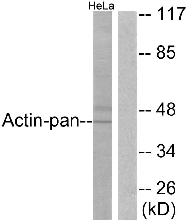 PathPlus™ Actin Antibody (aa326-375)