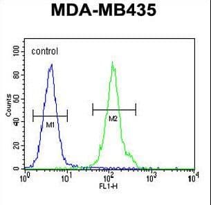 OR2L13 Antibody (aa244-271)