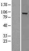 DHX15 Protein (Over-Expression Lysate Myc-DDK (Flag))