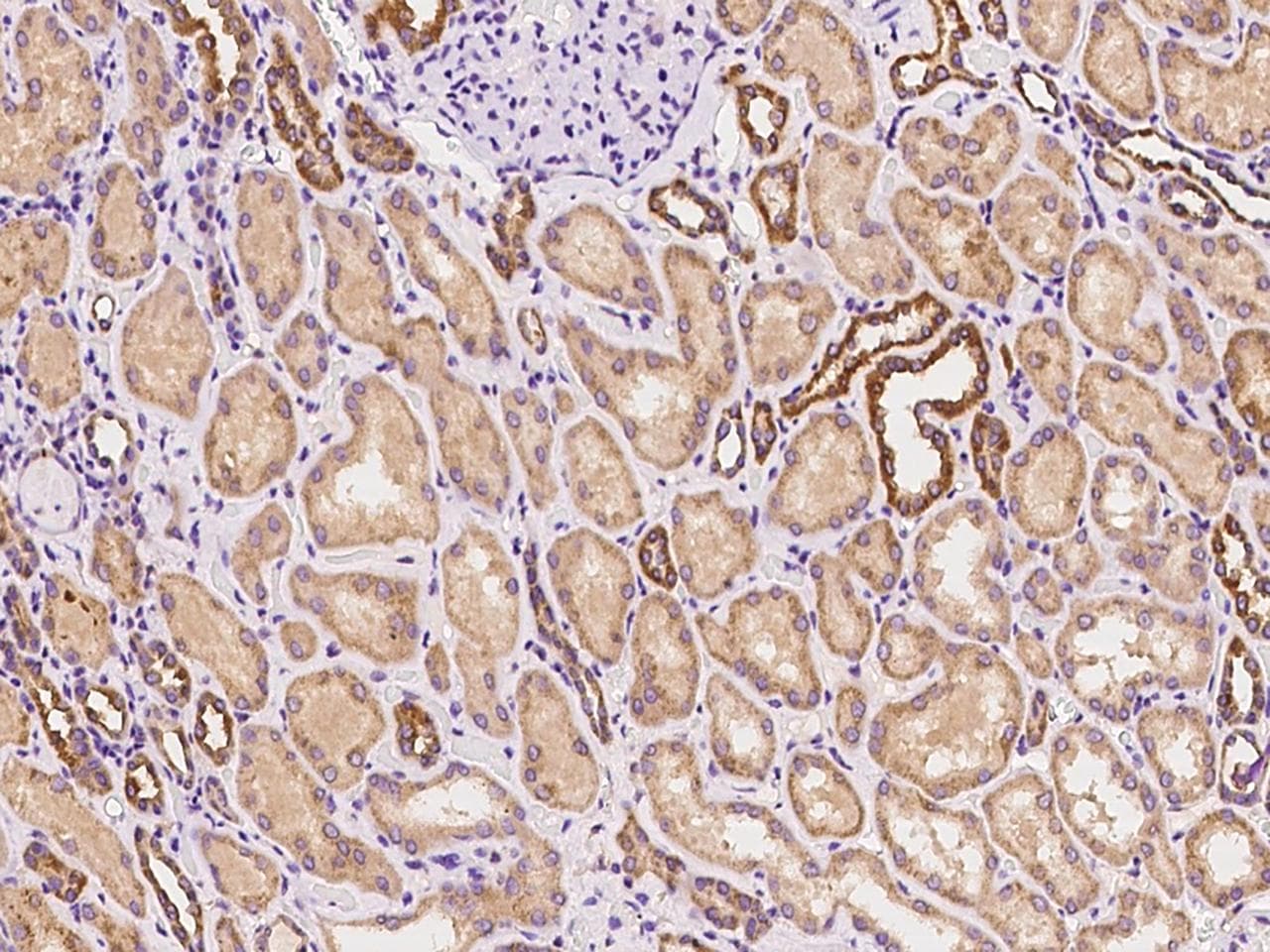 MLST8 / GBL Antibody