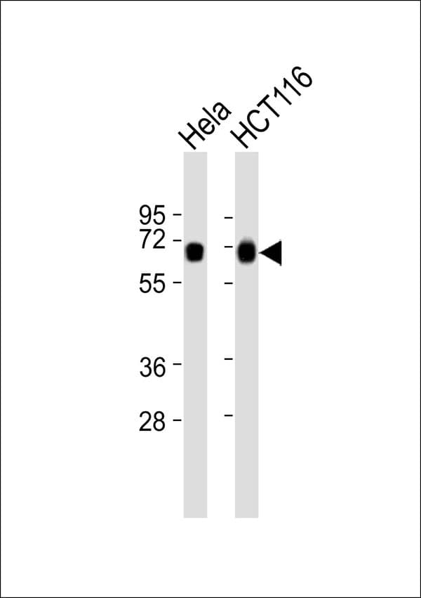XRCC6 / Ku70 Antibody