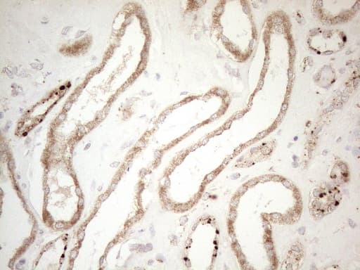 NAPSA / NAPA / Napsin A Antibody (aa64-244, clone OTI3E5)