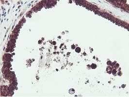 EPN2 Antibody (clone OTI1G3, Carrier-free)