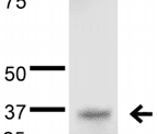 QKI Antibody (clone S147-6)
